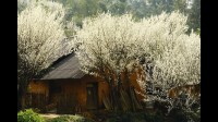 Hoa mận Bắc Hà đang vào mùa đẹp nhất