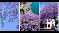 Mùa hoa Jacaranda tràn ngập nước Úc