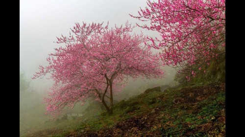 Bạn đã ngắm hoa đào ở Cao Mã Pờ chưa?