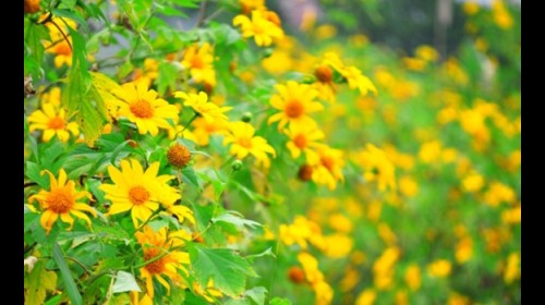 Có hẹn với mùa hoa dã quỳ Chư Đăng Ya!