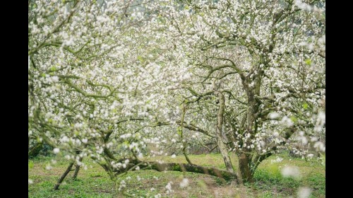 Hoa mận Mộc Châu đã nở rộ
