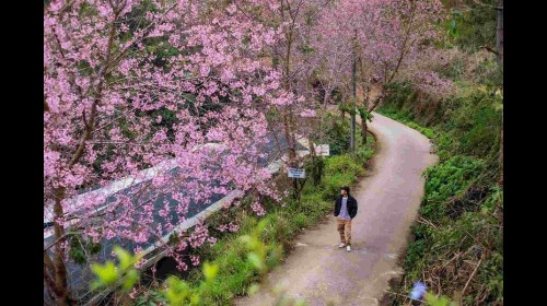 Lễ hội hoa anh đào Đà Lạt