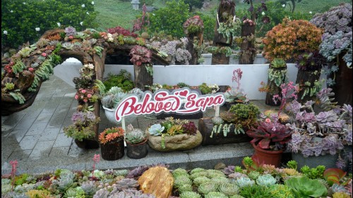 Lễ hội Hoa Sen Đá 2025