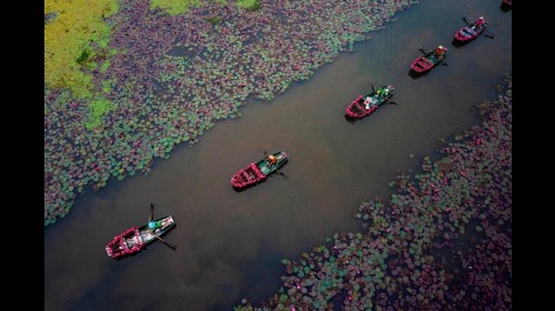 Lên đồ ngắm hoa súng ở Ninh Bình ngay