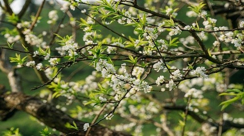 Mộc Châu đã xuất hiện hoa mận