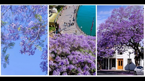 Mùa hoa Jacaranda tràn ngập nước Úc
