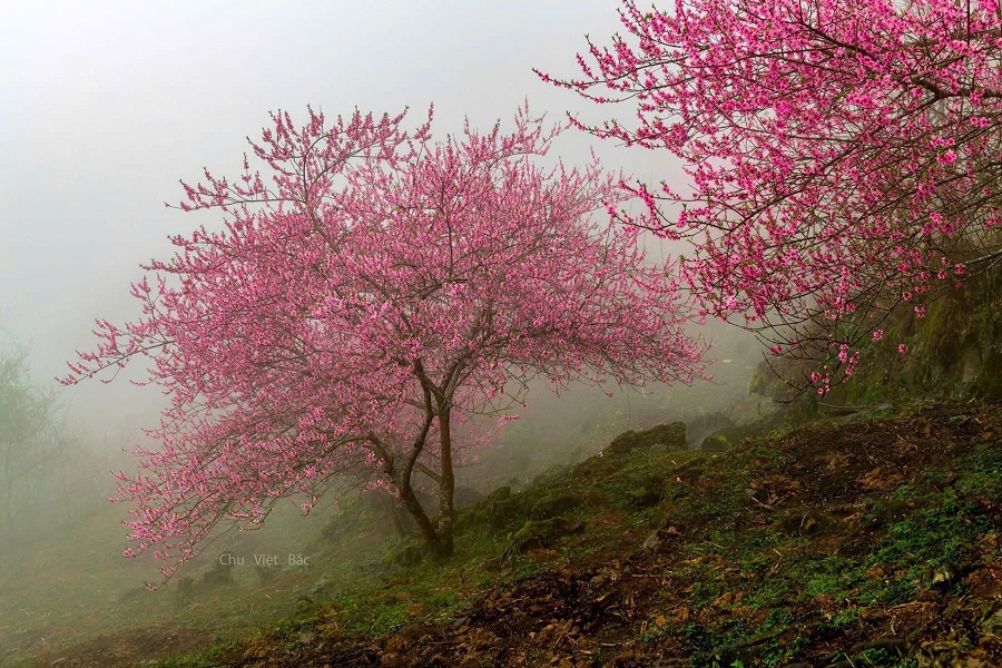 Bạn đã ngắm hoa đào ở Cao Mã Pờ chưa?