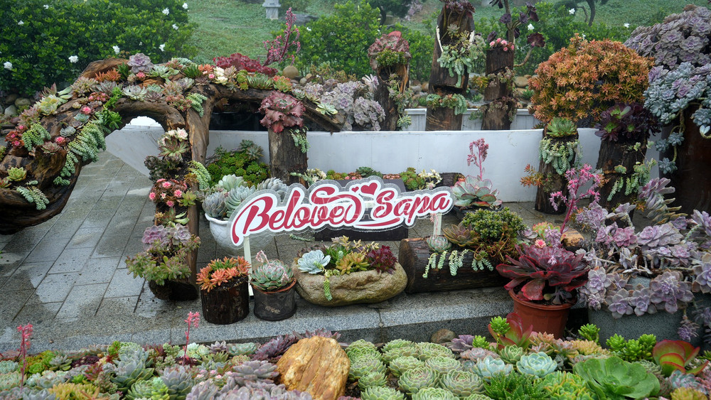 Lễ hội Hoa Sen Đá 2025