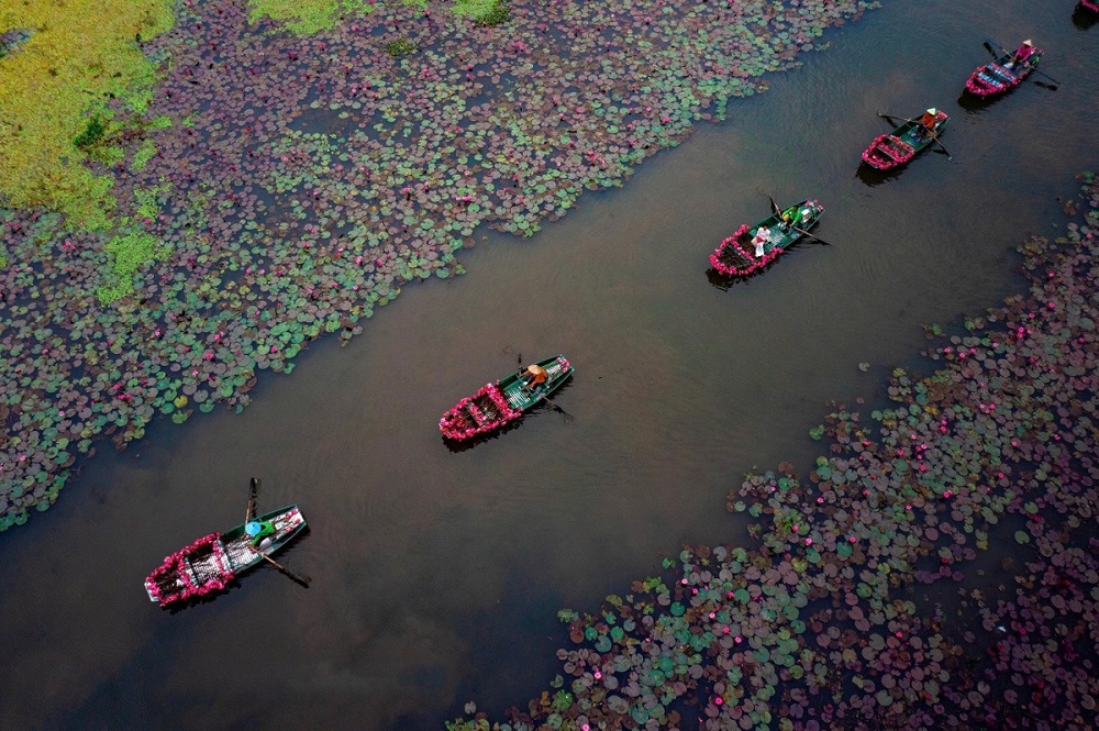 Lên đồ ngắm hoa súng ở Ninh Bình ngay
